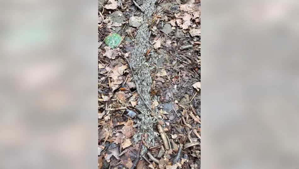 Pełzające larwy - fascynujące zjawisko na gorczańskim szlaku - zdjęcie 1