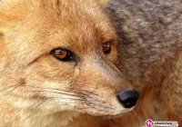 Rozpoczyna się szczepienie. Zachowaj ostrożność. - zdjęcie główne