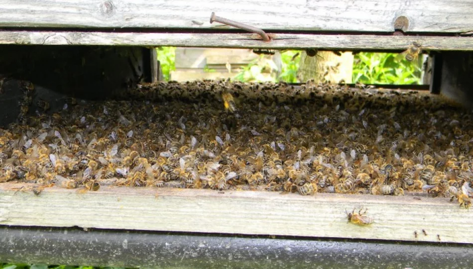 Opryski zatruwają pszczoły - zdjęcie 1