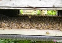 Opryski zatruwają pszczoły - zdjęcie główne