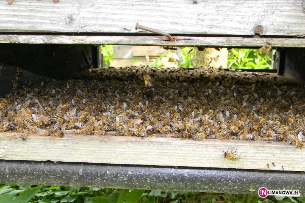 Opryski zatruwają pszczoły