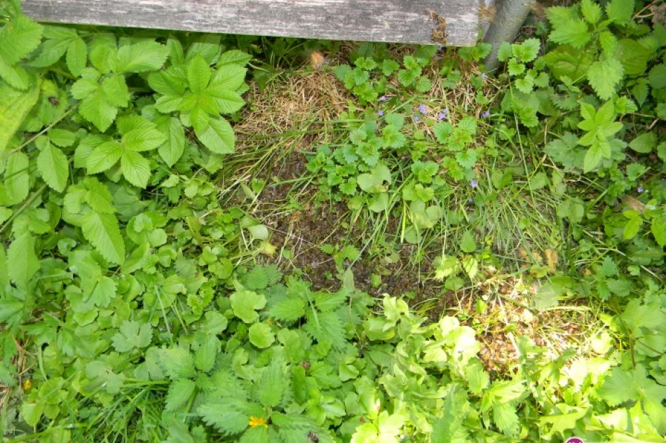 Opryski zatruwają pszczoły - zdjęcie 3