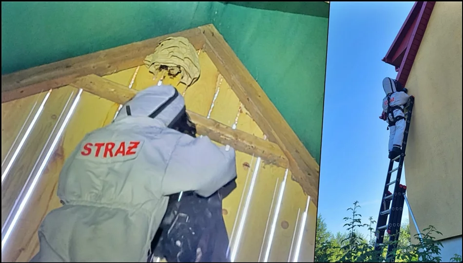 Coraz więcej interwencji. W tym miesiącu szerszenie to wręcz plaga - zdjęcie 1