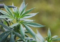 Medyczna marihuana z coraz większym zaufaniem pacjentów - zdjęcie główne