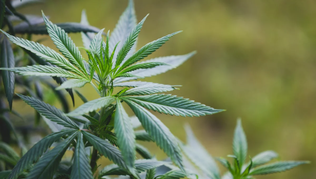 Medyczna marihuana z coraz większym zaufaniem pacjentów