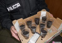 Plantacja zlikwidowana w zarodku - zdjęcie główne