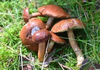 Grzybobranie 2024 - apel do grzybiarzy - zdjęcie główne