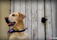 Straż Miejska będzie kontrolować - zdjęcie główne