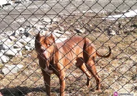 Wychudzony pit bull trafił do KTOZ - zdjęcie główne