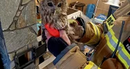 ​Sowa w kominie: niecodzienna interwencja strażaków - zdjęcie 3