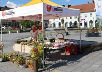 Tradycje święta Matki Boskiej Zielnej na limanowskim rynku - zdjęcie główne
