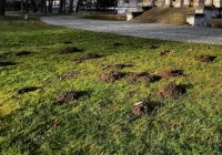 Biolog: kret w ogrodzie to dobry znak – więcej z niego korzyści niż strat - zdjęcie główne