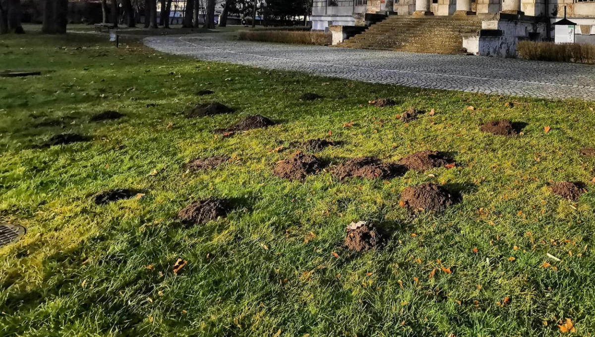 Biolog: kret w ogrodzie to dobry znak – więcej z niego korzyści niż strat