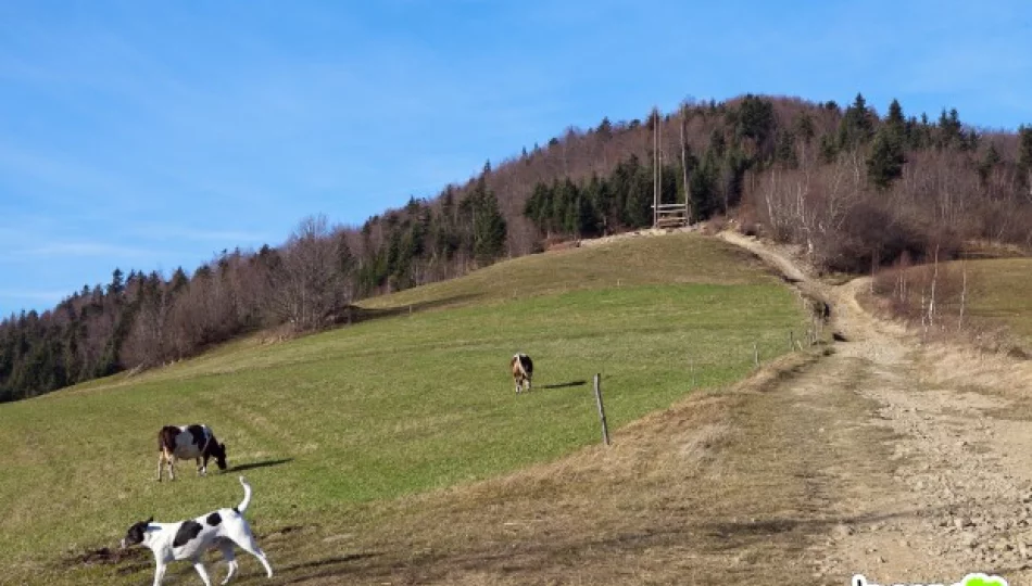 Kontrowersyjna lokalizacja wieży - zdjęcie 1