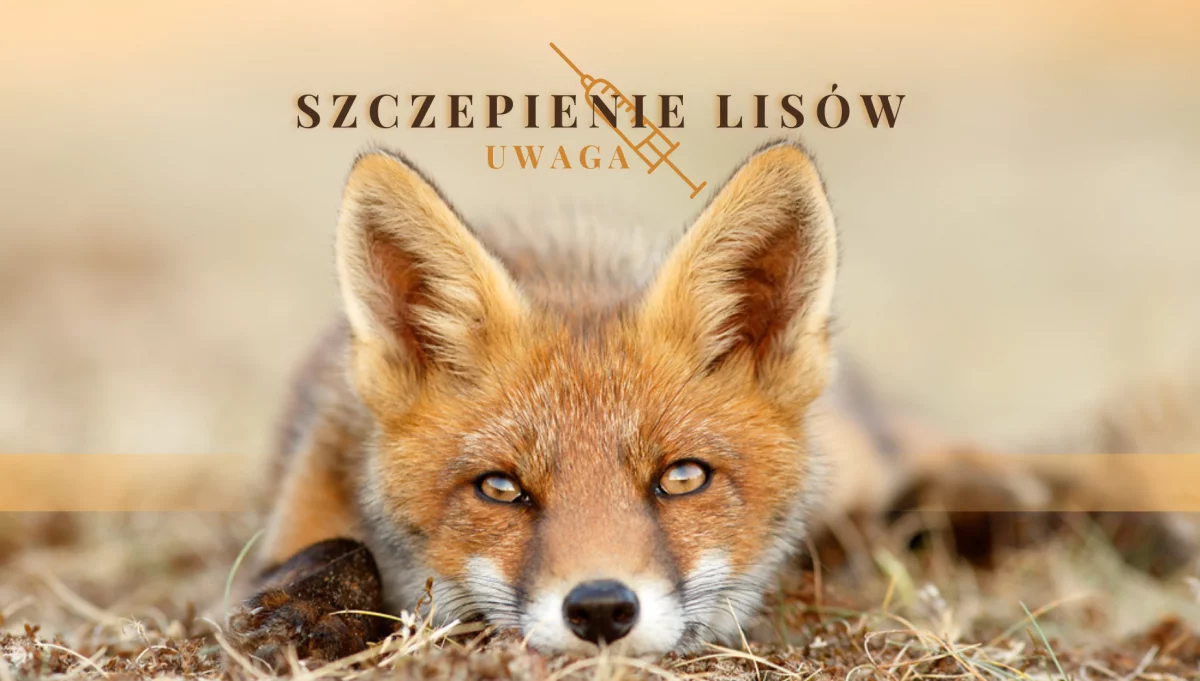 Jesienna akcja ochronnego szczepienia lisów przeciwko wściekliźnie