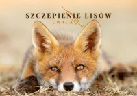 Jesienna akcja ochronnego szczepienia lisów przeciwko wściekliźnie - zdjęcie główne