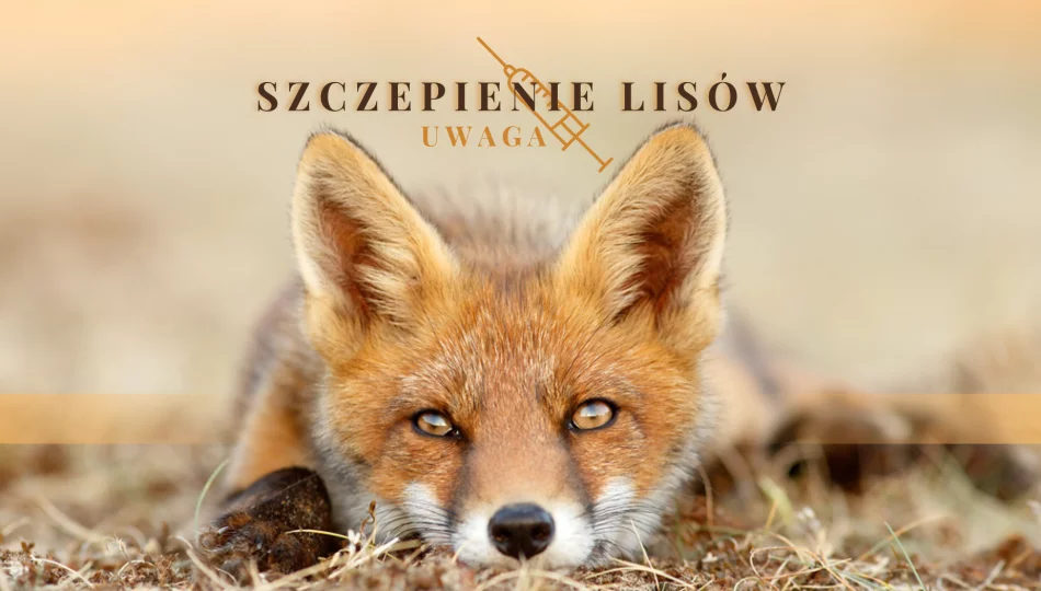Jesienna akcja ochronnego szczepienia lisów przeciwko wściekliźnie - zdjęcie 1