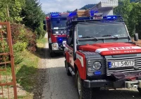 Mężczyzna zmarł z powodu użądlenia przez osę - zdjęcie główne