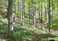 Kolejny przypadek wścieklizny - zdjęcie główne