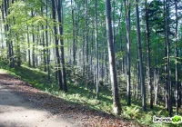 Zakaz wstępu do lasu ze zwierzętami - zdjęcie główne