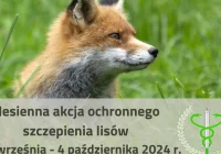 Komunikat dotyczący akcji szczepienia lisów - zdjęcie główne