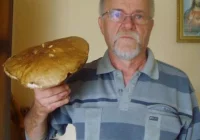 Kolejny wielki prawdziwek! - zdjęcie główne