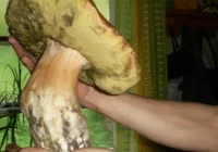 1,4 kilogramowy prawdziwek - zdjęcie główne