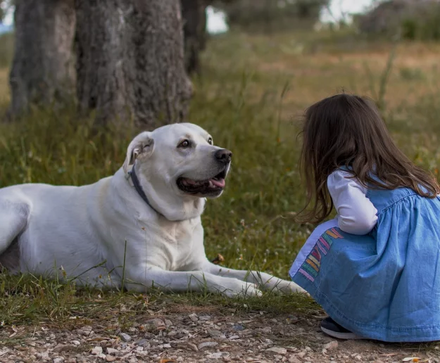 Każdy pies będzie zaczipowany - zdjęcie główne