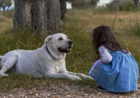 Każdy pies będzie zaczipowany - zdjęcie główne