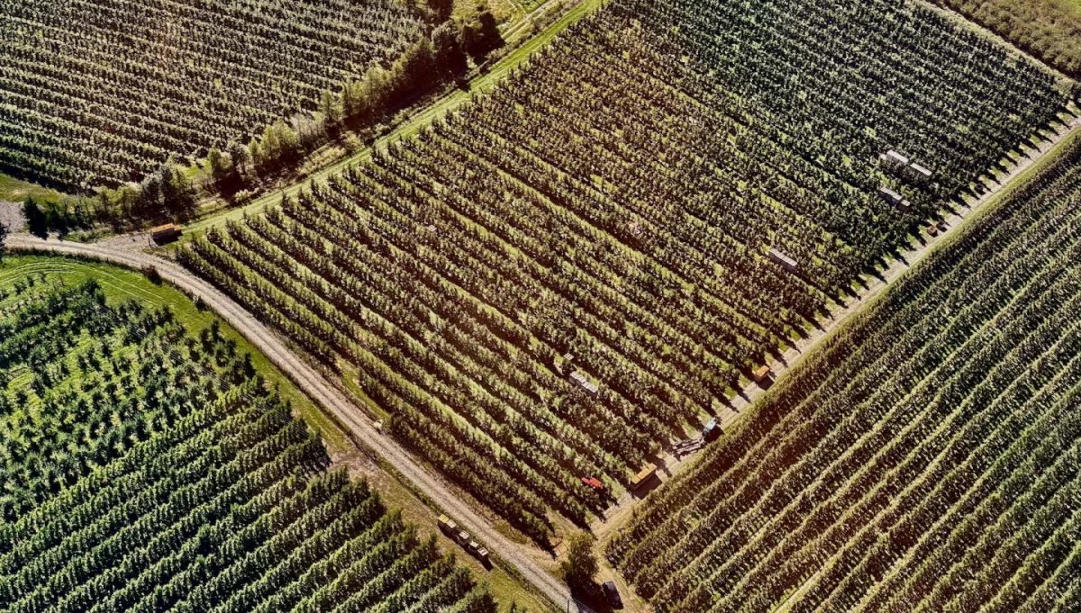 Rozpoczął się nabór wniosków o pomoc dla producentów owoców