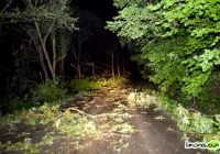 Gwałtowna nawałnica wyrywała drzewa z korzeniami - zdjęcie główne