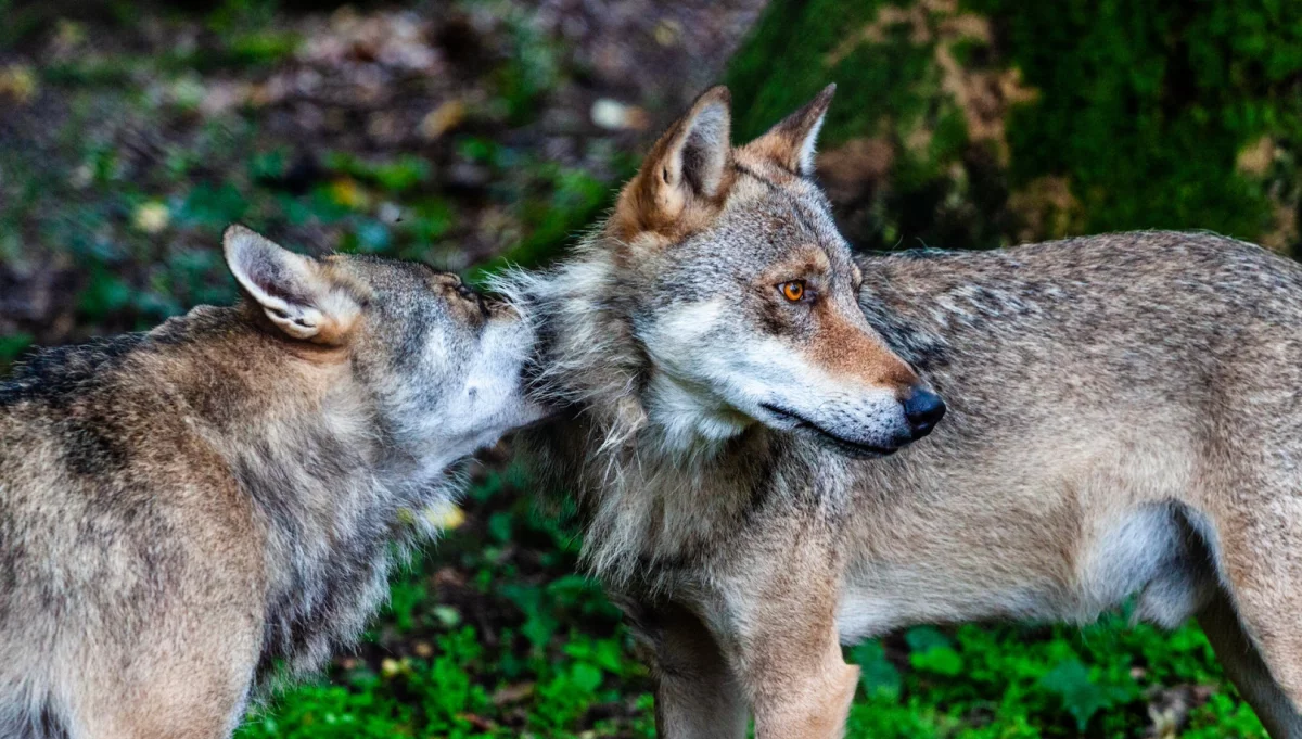 Mimo częstszych kontaktów z ludźmi, wilki nadal boją się człowieka