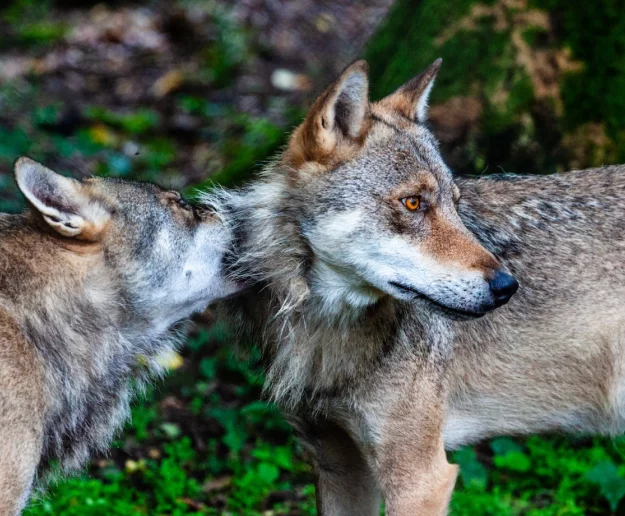 Wilki pod domami. Badaczka nie zostawia złudzeń: To nie one szukają nas, to my je zapraszamy - zdjęcie główne