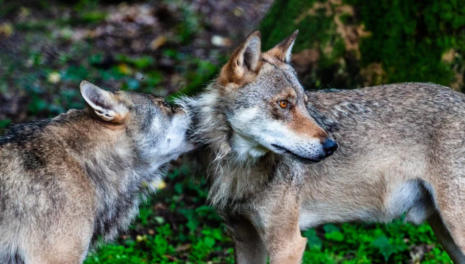 Mimo częstszych kontaktów z ludźmi, wilki nadal boją się człowieka - zdjęcie 1