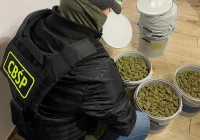 Przemycali kokainę z Kolumbii w bananach - zdjęcie główne