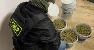 Przemycali kokainę z Kolumbii w bananach - zdjęcie 3