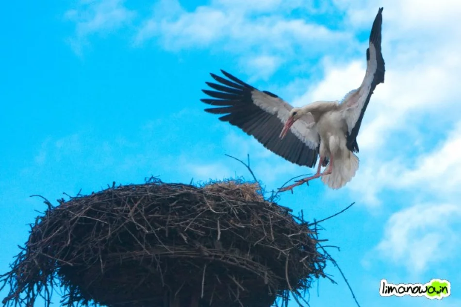 Jest pierwszy bocian! - zdjęcie 2