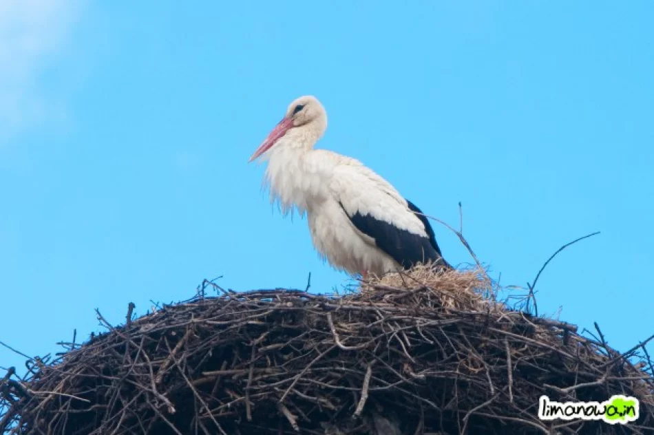 Jest pierwszy bocian! - zdjęcie 3