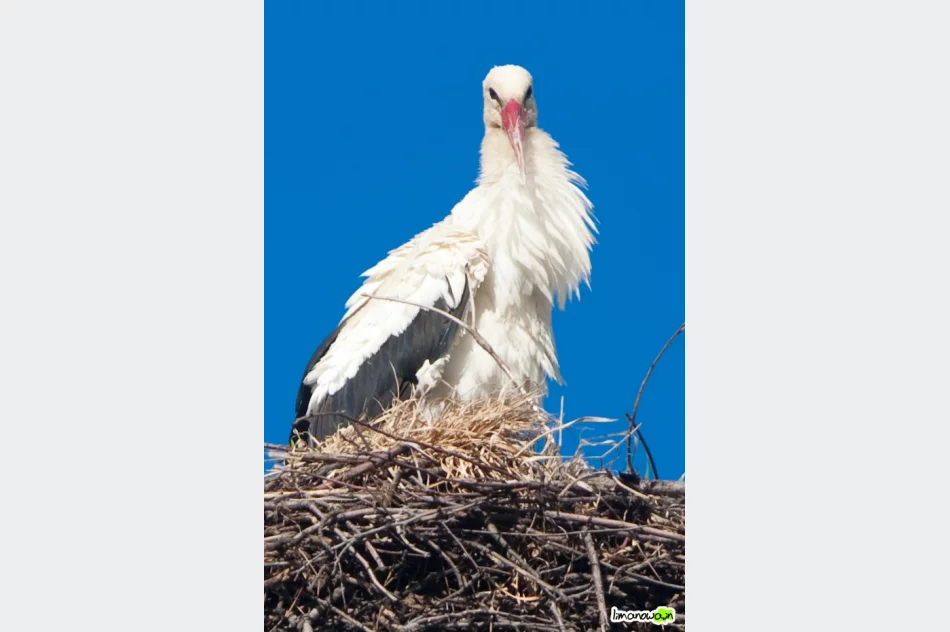 Jest pierwszy bocian! - zdjęcie 4