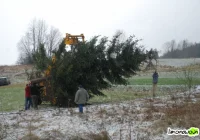 Znaleźli choinkę dla Krakowa - zdjęcie główne