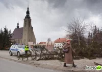 Niebezpieczne świerki z rynku zostaną wycięte - zdjęcie główne