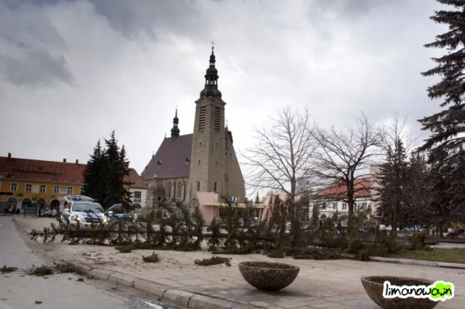 Niebezpieczne świerki z rynku zostaną wycięte - zdjęcie 2