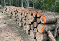 Utrudnienia na szlaku czerwonym w masywie góry Gorc - zdjęcie główne