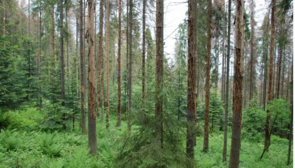 Giną połacie lasu - zdjęcie 1