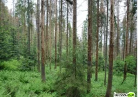 Giną połacie lasu - zdjęcie główne