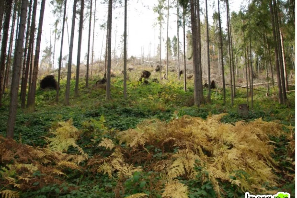 Giną połacie lasu - zdjęcie 2