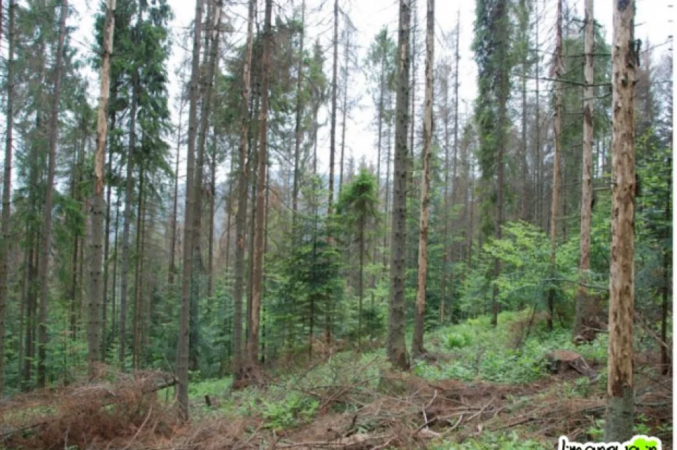 Giną połacie lasu - zdjęcie 3