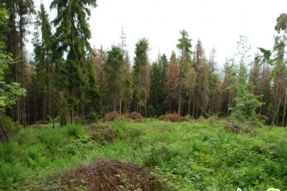 Giną połacie lasu - zdjęcie 4