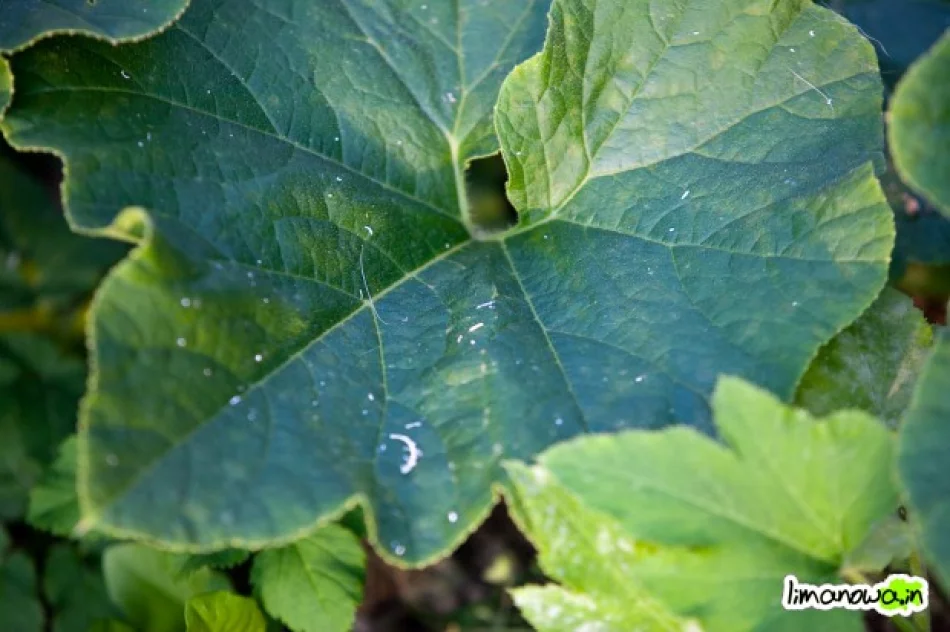 Wdychają wełnę mineralną - zdjęcie 4