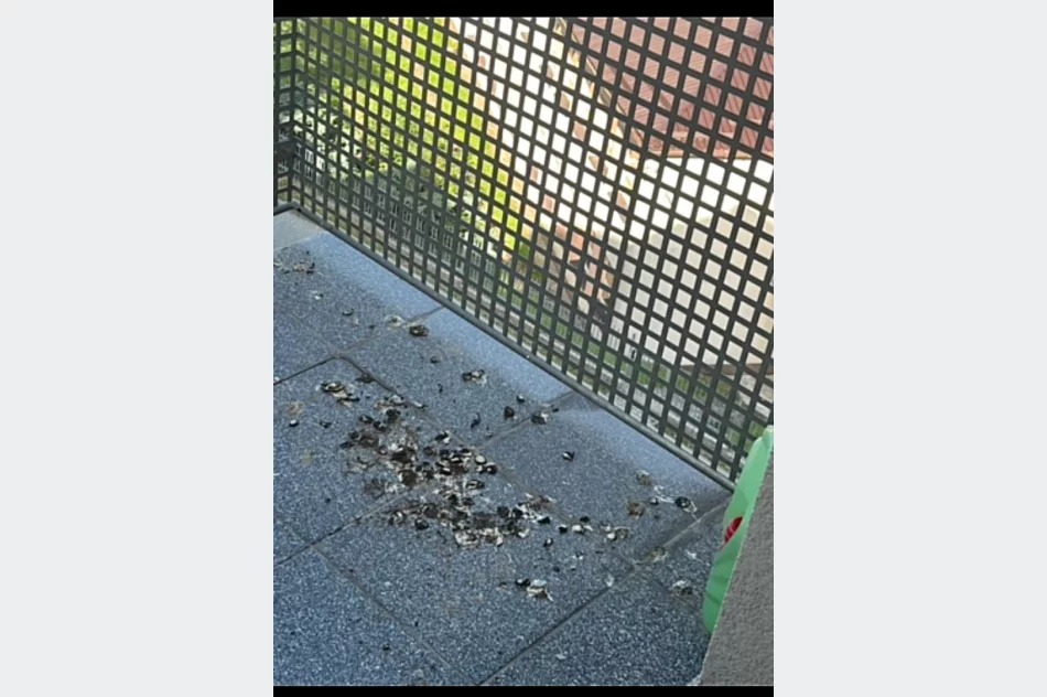 Ma “gołębie serce” i… uprzykrza życie sąsiadom - zdjęcie 2